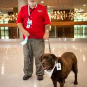 A man with white hair and white beard wears a red shirt and khaki pants, and he's holding the leash of a chocolate lab who's wearing a white bandana. They are in the lobby of a hospital.