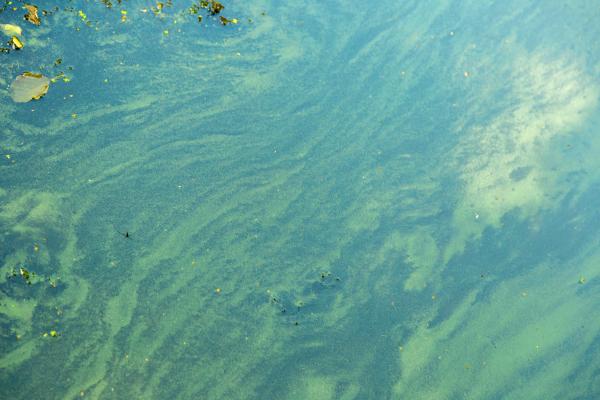 Blue-green algae in a pond