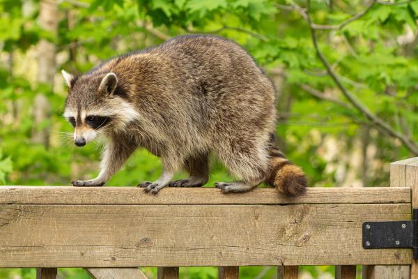 Raccoon on a fence