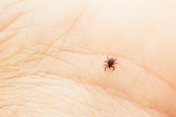 Tick in a hand