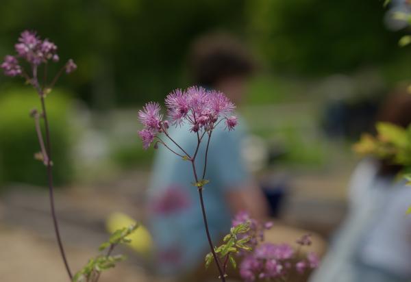 Purple flowers in a garden on a sunny day with people gardening in the background
