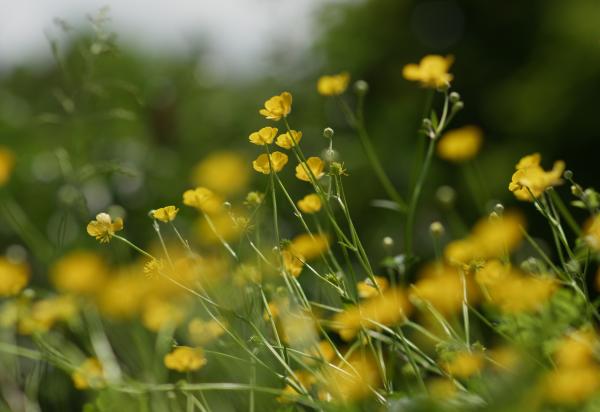 Sun kissed yellow flowers in a garden in focus with a blurred background with lush trees 