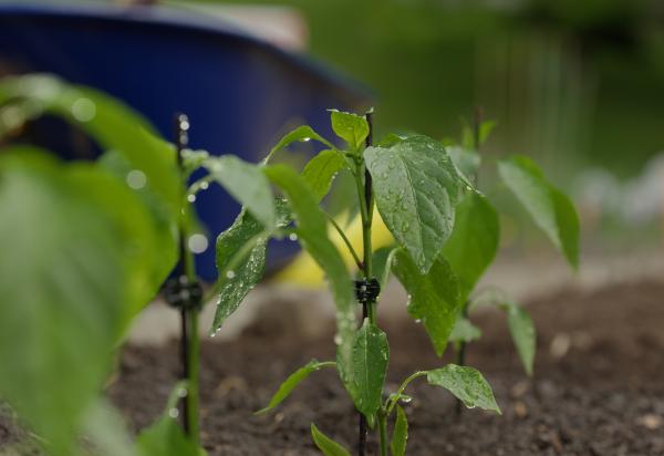 Green plants in  garden bed in focus with a blurred background showing a wheelbarrow.