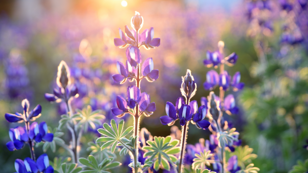 Grief NSH Web Photos.png