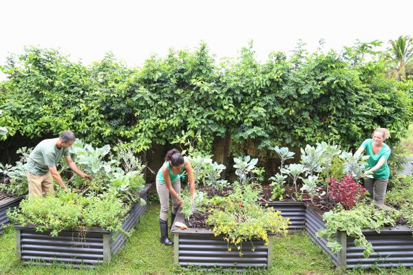 People planting in a community garden