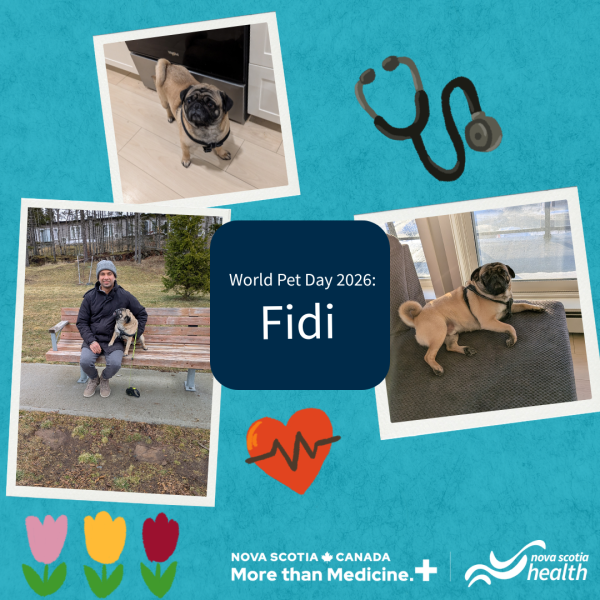 A photo collage of dogs.