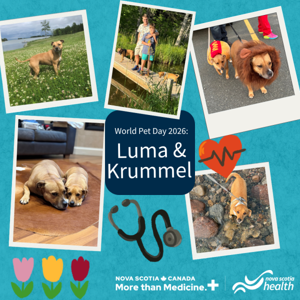 A photo collage of dogs.