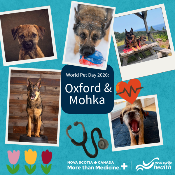 A photo collage of dogs.