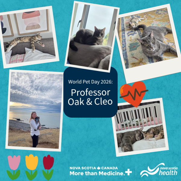 A photo collage of dogs.